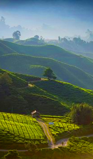 Darjeeling tour